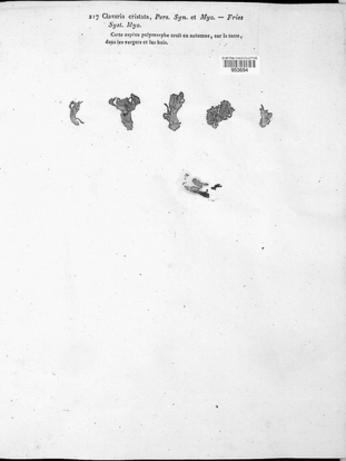 Clavulina image
